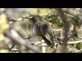 Hummingbird resting