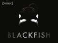 Blackfish  official trailer