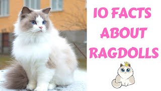 10 Facts About Ragdolls | AURORAPURR
