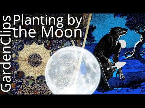 Vidéo: Harvest Moon And Gardening : La Harvest Moon affecte-t-elle les plantes ?