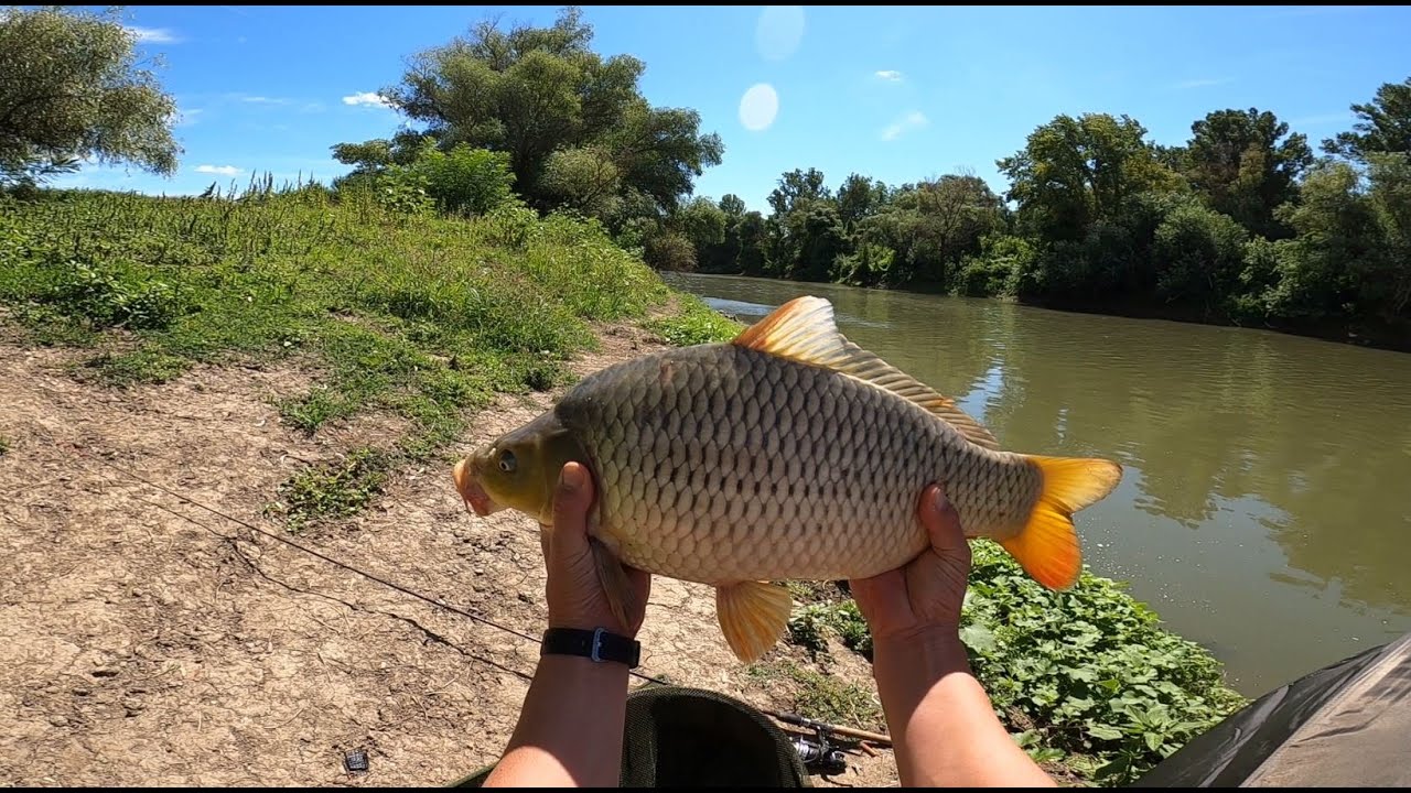 BUSÁS - PONTYOZÁS - Horgászat a Hármas Körösön.