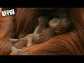 Mother Orangutan Reunites with her Stolen Baby | The Secret Life of the Zoo | Nature Bites