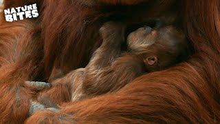 Mother Orangutan Reunites with her Stolen Baby | The Secret Life of the Zoo | Nature Bites