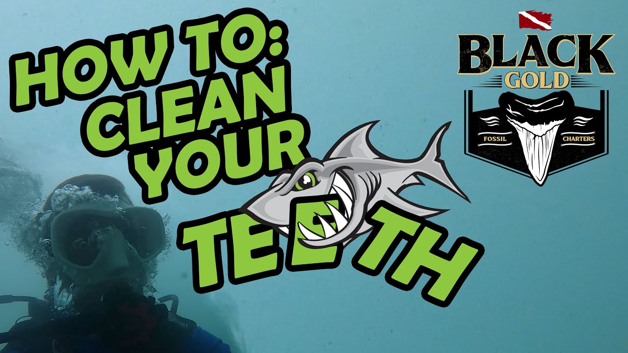 How To Clean Megalodon Teeth