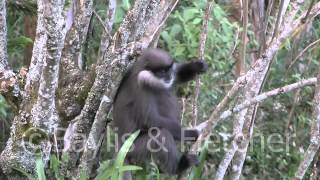 Purple-faced leaf monkey, Sri Lanka. 20110223_174833.mp4