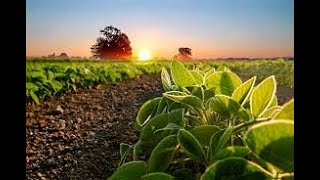 Talc USA MicroSurge Soybean Inoculant