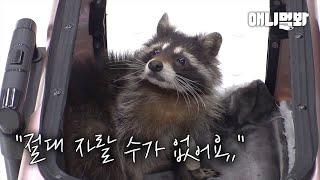 Story of a Raccoon That Can’t Grow Any Bigger