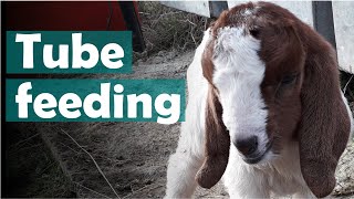 How to tube feed a baby goat