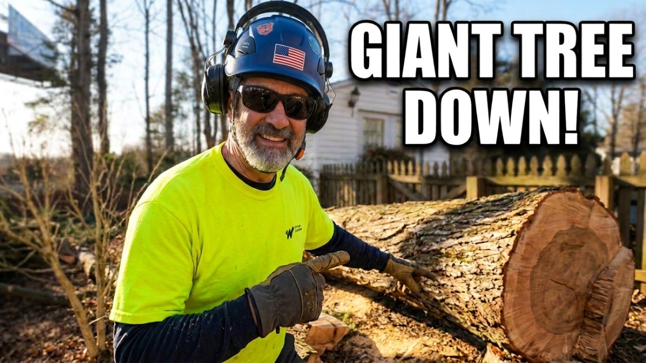Cutting Down Big Pine Trees & A Massive Cedar Tree - Gearing Up for ...