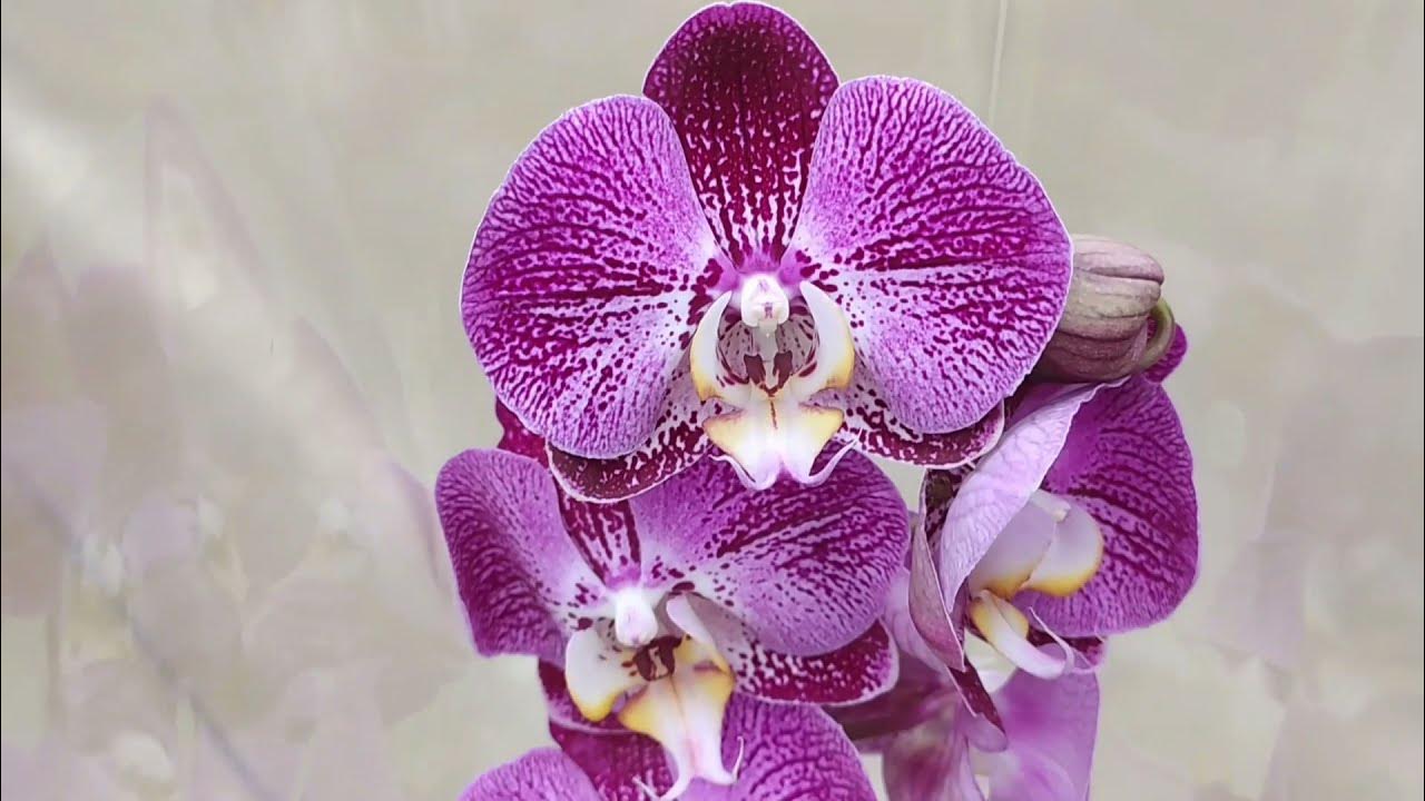 Орхидеи в леруа мерлен. Орхидеи воронеж. Nf воронеж орхидеи. Орхидеи в леруа мерлен иркутск. Ашан фаленопсис.