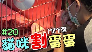 『貓咪割蛋蛋』MiMi醬的結紮&植晶片全紀錄上集 Cat Story#20