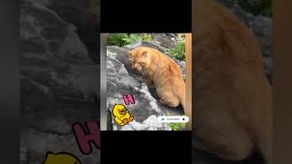 Unbelievable funny cat animal moments  453 #shortsfeed #trand #viral #videos