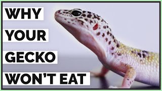 5 Reasons Your Leopard Gecko Isn't Eating  Picky Geckos