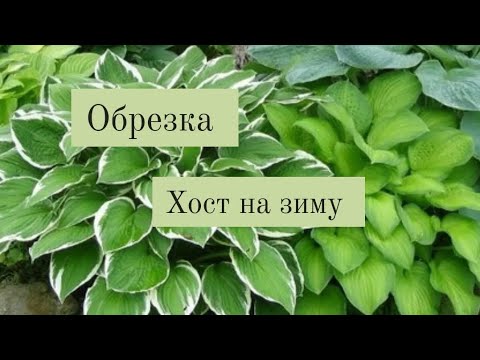 Хосту нужно обрезать осенью листья на зиму. Хосту нужно обрезать осенью листья на зиму