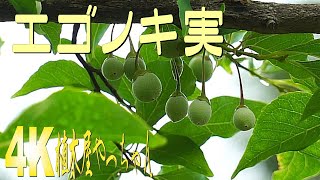 山採り　エゴノキ 山採り自然樹形のエゴノキ販売 那珂市秋元園芸