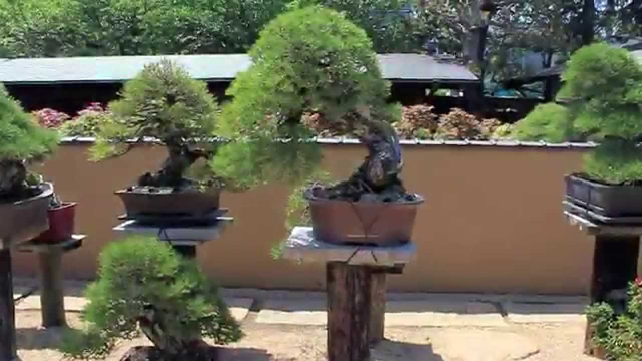 Bonsai Scenes Japan . YouTube