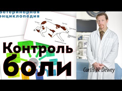 Видео: Конопляное решение боли и боли вашей собаки