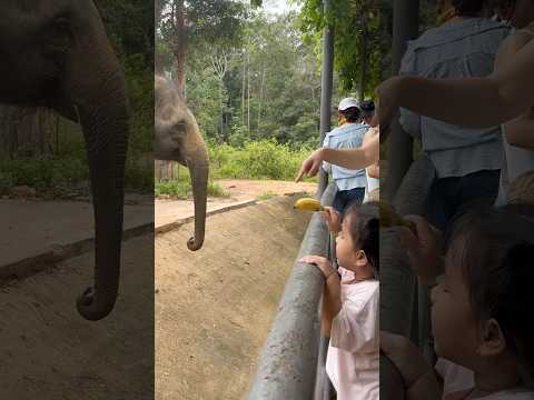 Pretty Little Bestie Banana Facebook Reels