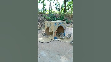 Best Creative Bird Trap - Quail Trap #easy bird trap #shorts