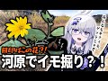 【キクイモ】冬の河原で掘れるイモ?!掘って食べてみた!!【VEE/亞生うぱる】