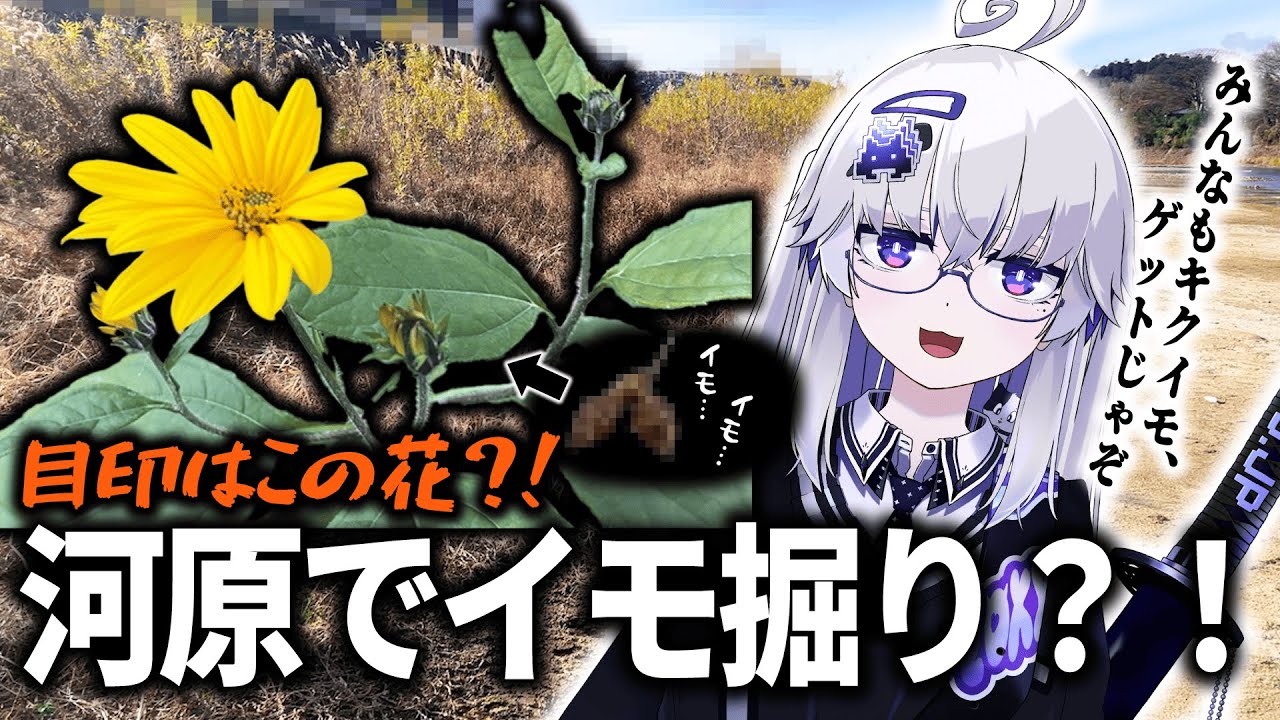 【キクイモ】冬の河原で掘れるイモ？！掘って食べてみた！！【VEE/亞生うぱる】