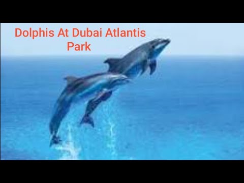 #shorts #Dolphins At Dubai Atlantis park
