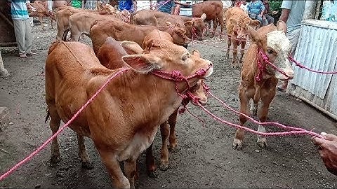 Sapi Bibitan Pedet Brtina Murah Paling Super Pasar Sapi Ambulu Jember Jawa Timur