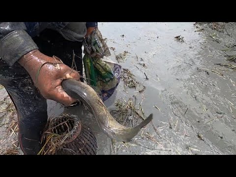 MENYEREKAP Ikan di Sawah Padi |Kedah Malaysia| Traditional way to catch fish.