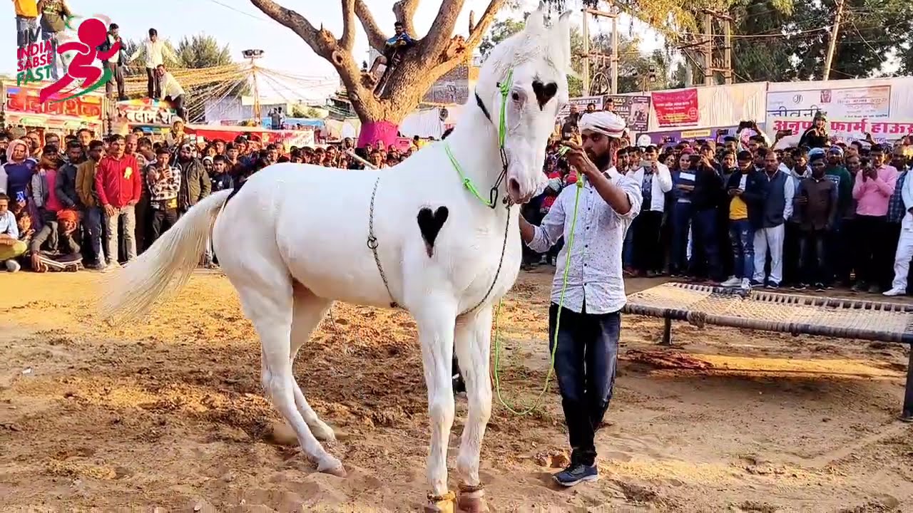 Ghoda Dance 2025 | Horse Dance Chirawa Me Live Latest Song Par