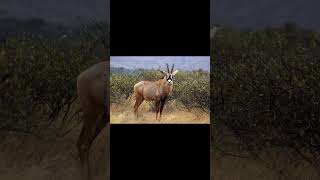 Roan Antelope And Greater Kudu