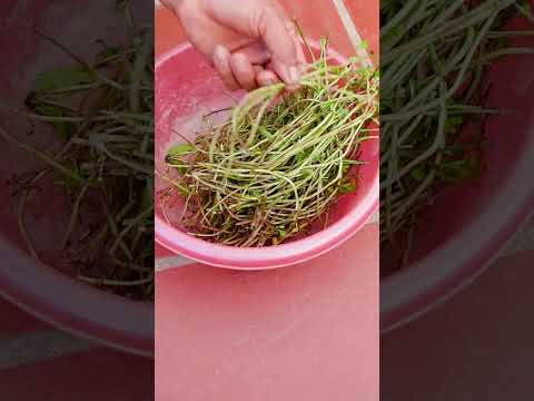 Amazing Idea, Growing Onions And Mint In Plastic Bottles At Home, Hanging Garden, Herb Garden