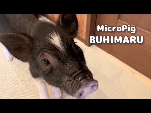 【生後５ヶ月】かわいすぎるマイクロブタが家族になりました！