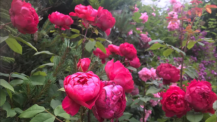 David Austin | Benjamin Britten rose | My English rose garden