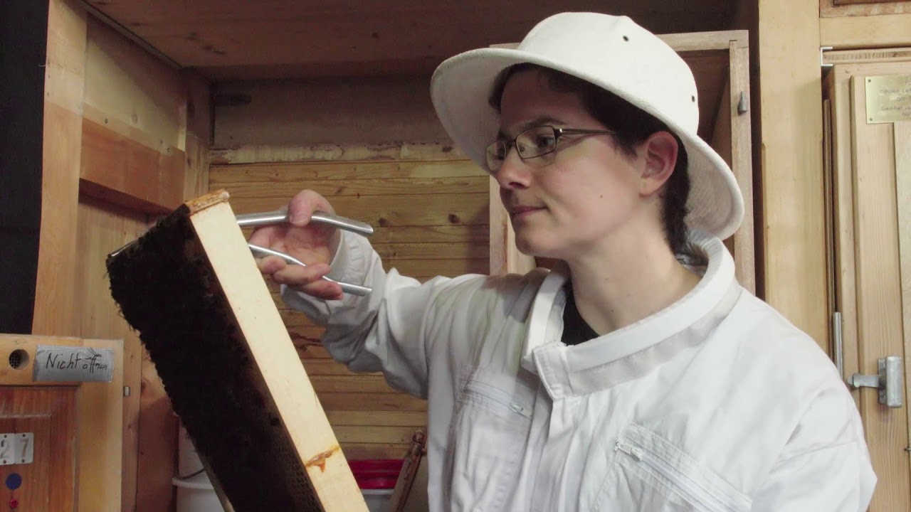 Evaluation/sélection de colonies au printemps (ruche suisse) | Contrôle des colonies