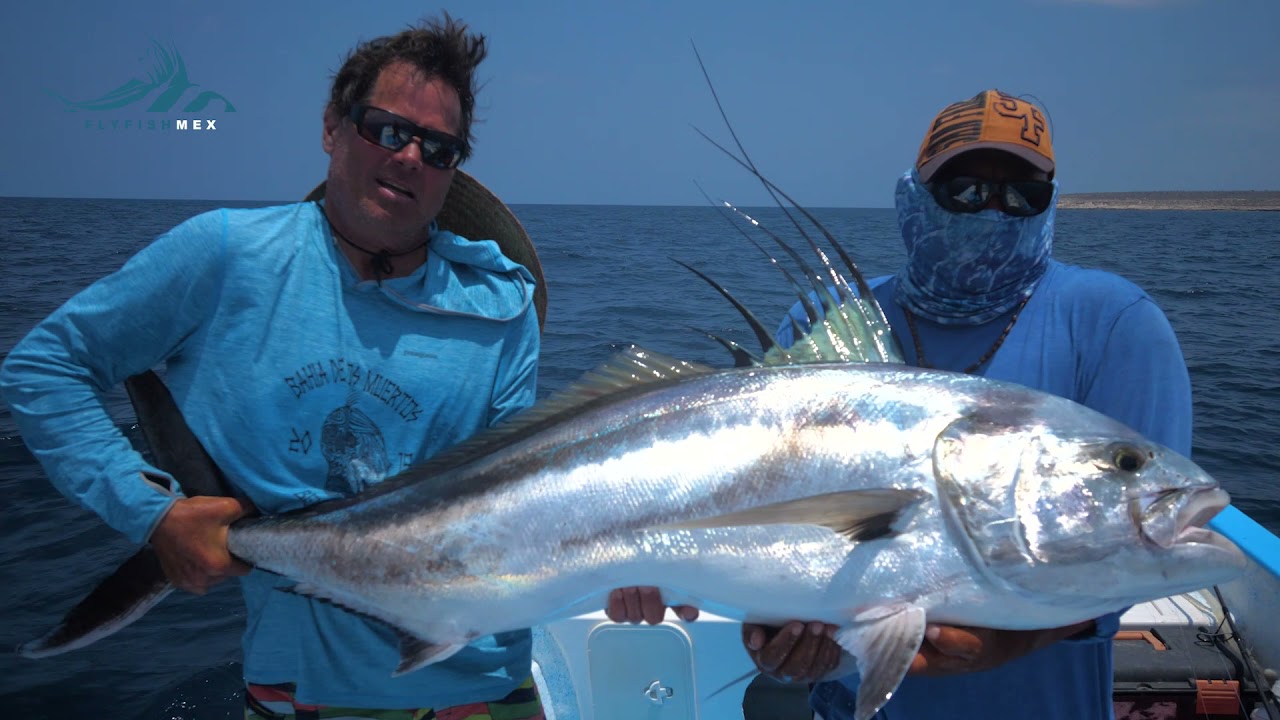 Roosterfish and Jacks attack! 
