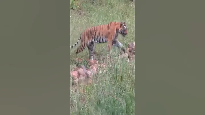 Tigress Roma in Tadoba | #shorts #tiger #tadoba