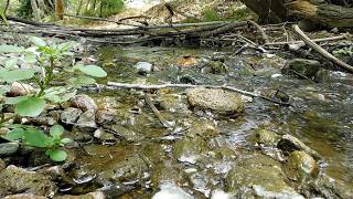Nature Scenes From Alamitos Creek 9