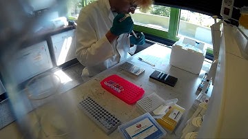Timelapse - metabarcoding labwork (GeneStream project)