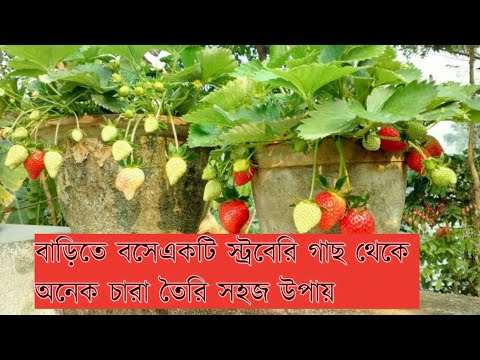 ভিডিও: কীভাবে স্ট্রবেরি চিজসেক তৈরি করবেন