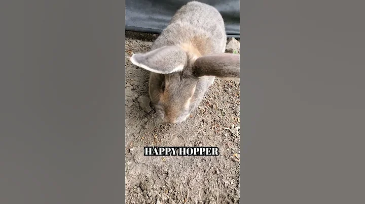 Flemish giant rabbit Peter loves adventures 💖