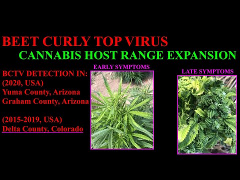 Beet Curly Top Virus in Cannabis