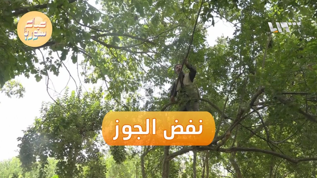 تعرف إلى طريقة النفض لجني ثمار الجوز التي يعتمدها أهالي دركوش بريف إدلب | صباح سوريا