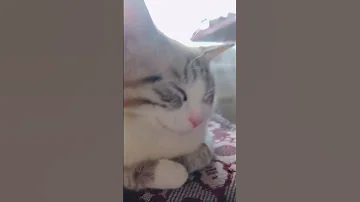 Барсюшевич барсик Cat рек Aftereffectsroblox барсик Memengakakkocak Edit 