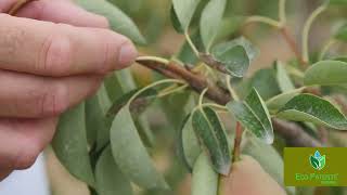 Prevention of drought - foliar fertilizer Folisu- pears