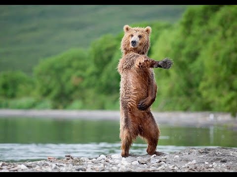 СМЕШНЫЕ КОШКИ 2021