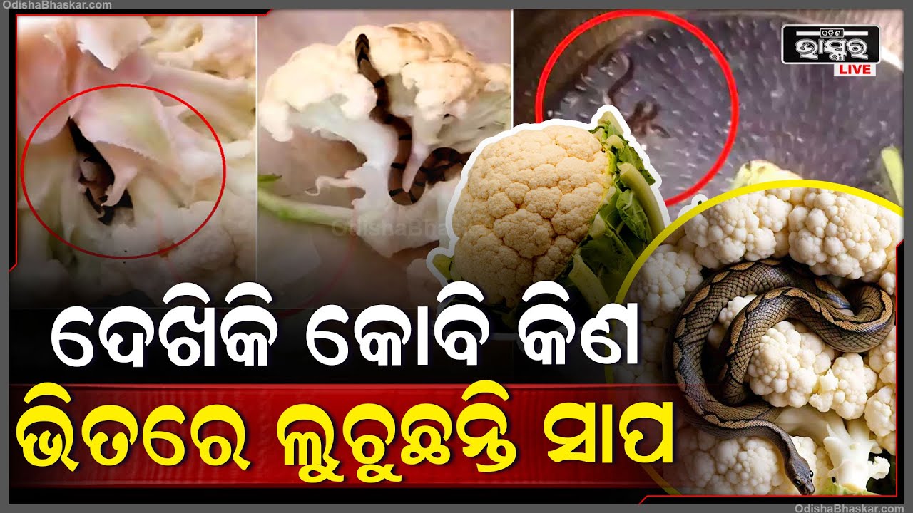 ସାବଧାନ୍ ! ଫୁଲ କୋବି ଭିତରେ ଲୁଚିଛି ସାପ । କିଣିବା ବେଳେ ରୁହନ୍ତୁ ସତର୍କ । ନହଲେ ଅସୁବିଧାରେ ପଡିବେ