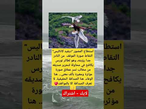 صورة مؤثرة ومعبرة بألف معنى اكسبلور فاكس معلومات فايسبوك علم النفس 100 لايك تيك توك لايك ترند