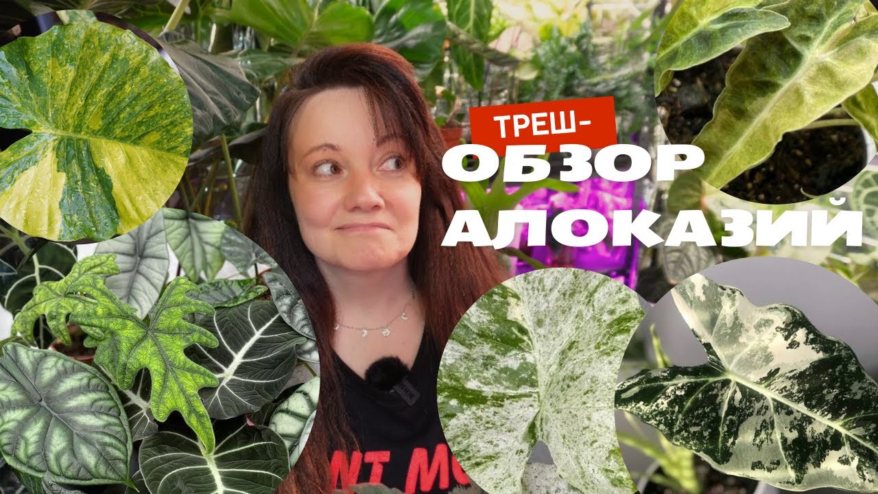 Обзор АЛОКАЗИЙ: они сильнее чем вы думаете