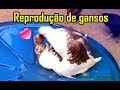 COMO FAZER SEUS GANSOS REPRODUZIREM EM PEQUENOS ESPAÇOS NA CIDADE 🦢💕🦆