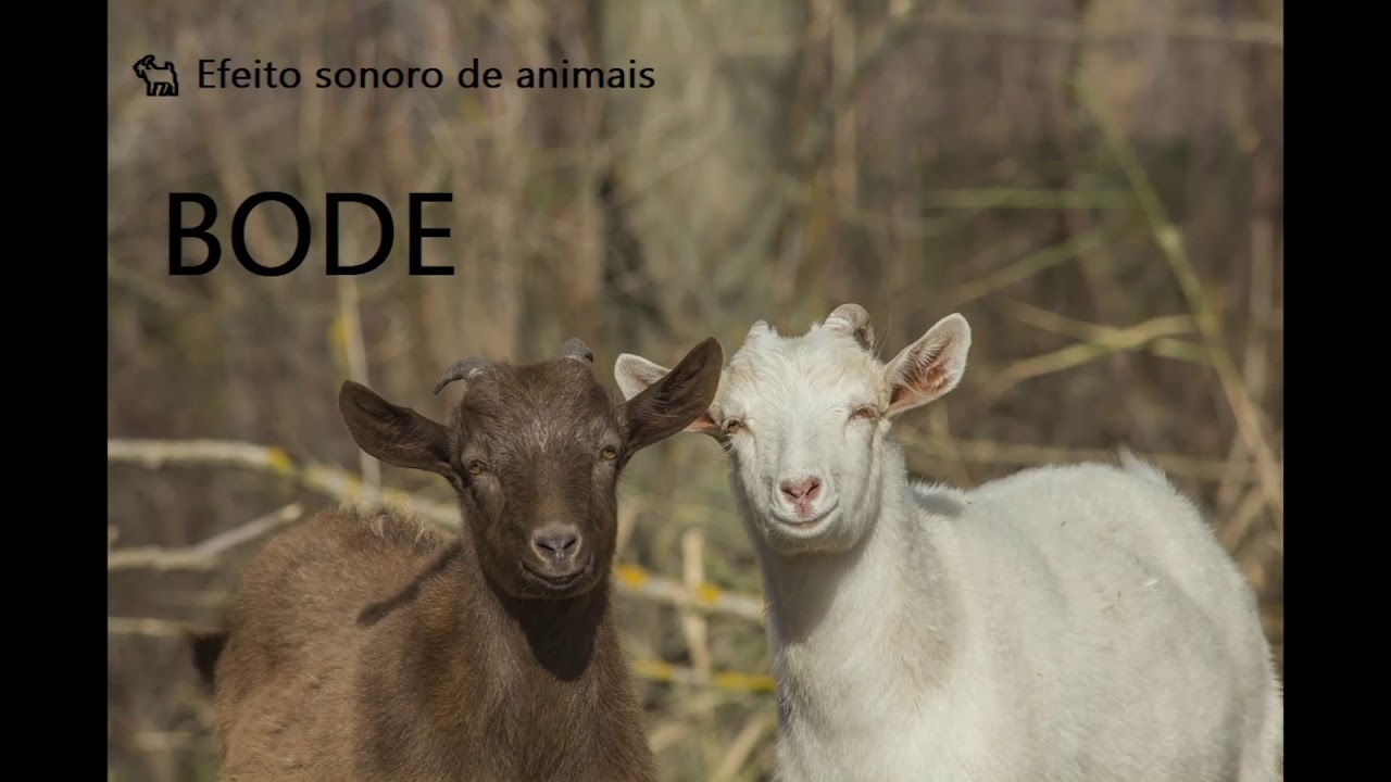 🐐 Efeito sonoro de bode 🐐 goat 🐐 ヤギ
